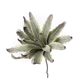 Agave