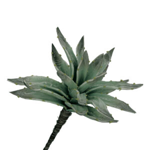 Aloe Argentea