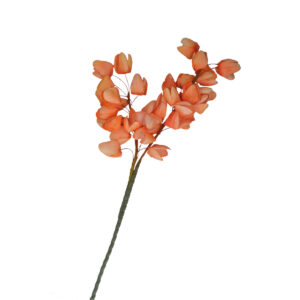Chichingi Arancio
