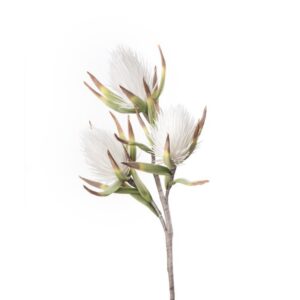 Callistemone Bianco