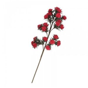 Ginepro Rosso